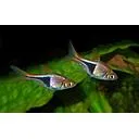 rasbora heteromorpha 2.5cm