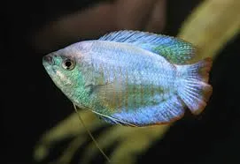 colisa lalia cobalt blue 4cm