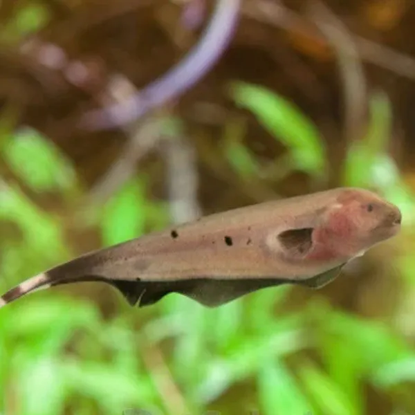 apteronotus albifrons gold 6-7cm