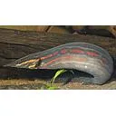 mastacembelus erythrotaenia 30-35cm (fire eel)