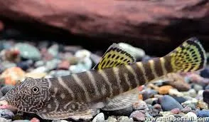 gastromyzon viriosus 3cm