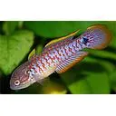 tateurndina ocellicauda 3cm