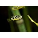 tetraodon travancoricus - dwarf puffer 1.2-1.5cm