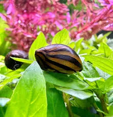 neritina natalensis - zebra snail 1.5cm