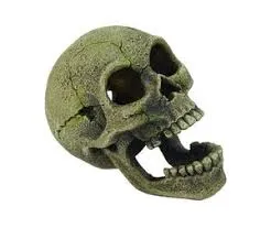 blue belle pacific creapy 11x8x8cm