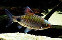 dawkinsia filamentosa 12cm