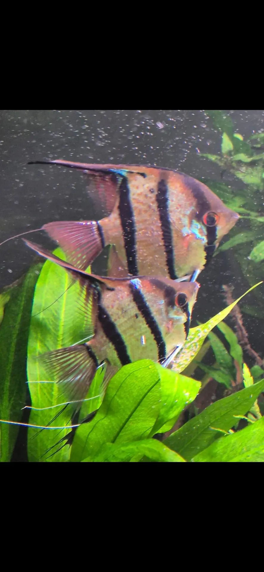 pterophyllum scalare rio nanay 4cm (body)