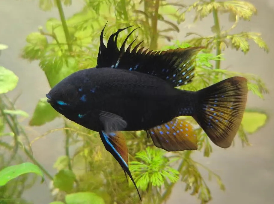 microgeophagus ramirezi black 3cm