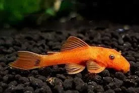 ancistrus super red 3-3.5cm