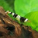 shrimp black crystal - caridina 1.5-1.8cm a-grade