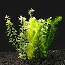 mix bosje koud water