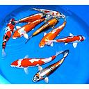 cyprinus carpio - koi sanke 28-30cm