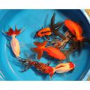 carassius auratus - oranda mix 4-5cm