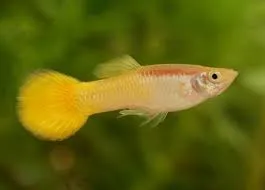 poecilia reticulata - guppy male yellow 3cm