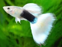 poecilia reticulata - guppy male hb white 3cm