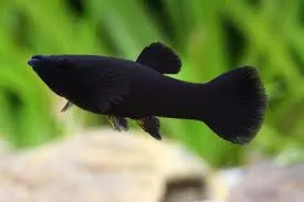 poecilia latipinna - mollienesia velifera black 3.5-4cm