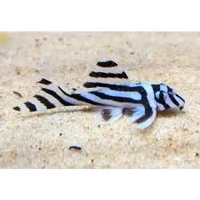 hypancistrus zebra l046 2.5/3cm