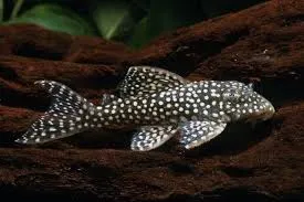 hypancistrus sp. l136b  2.5/3cm