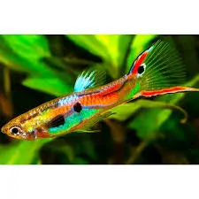 poecilia reticulata - guppy male and female endler mix