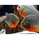 serrasalmus piranha nattereri 15-18cm