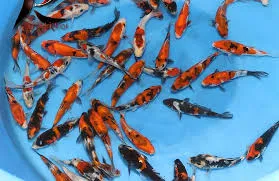 cyprinus carpio - Showa hi utsuri doitsu  27-30cm