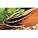 platydoras costatus 12-15cm