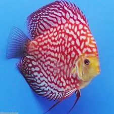 symphysodon - discus gold 6cm (body)