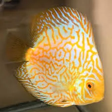 symphysodon - discus yellow pigeon 8-10cm (body)