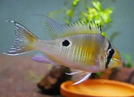 biotodoma cupido santarem 3-4cm