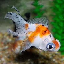 carassius auratus - goldfish butterfly mix 7-8cm