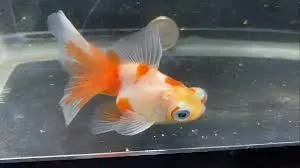 carassius auratus - goldfish butterfly red/white 9-10cm