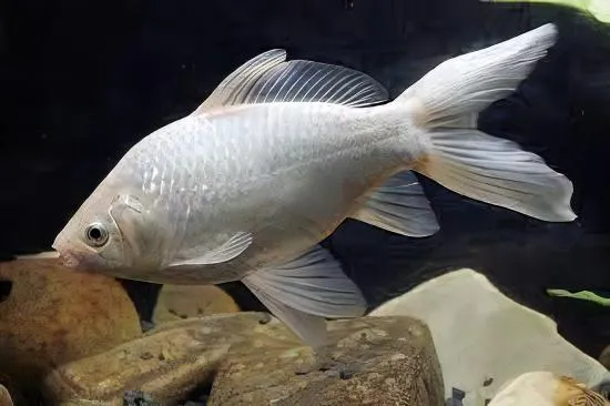 carassius auratus - goldfish red/white 5-7cm