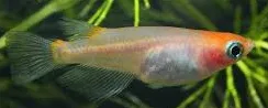 oryzias latipes red/white starlite 2-3cm