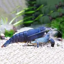 Atya gabonensis - blue fan shrimp 6-7cm