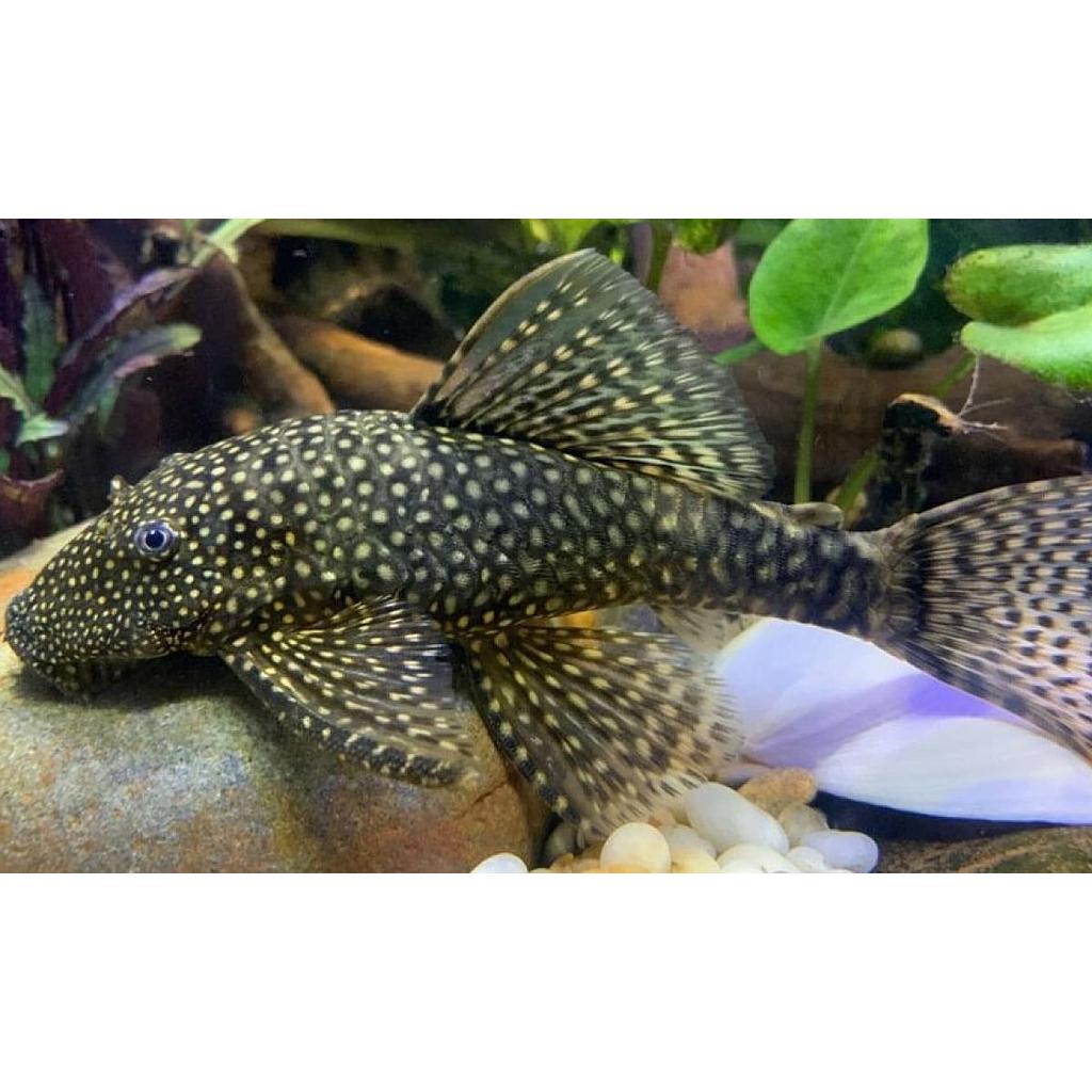 ancistrus 6-8cm