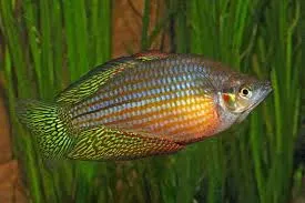 melanotaenia trifasciata 4.5-5cm