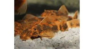 ancistrus lda016 3cm