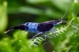 shrimp blue rili- neocaridina 1.5cm