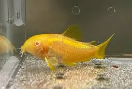 corydoras gold laser albino 2.5cm