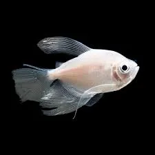 gymnocorymbus ternetzi longfin (white tetra) 3-3.5cm