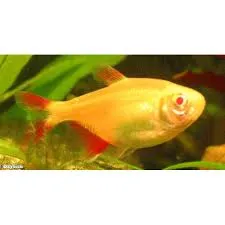 hemigrammus caudovittatus gold 3cm (kopie)