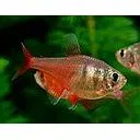 hyphressobrycon flammeus 2.5-3cm