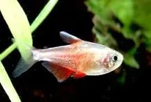 hyphressobrycon flammeus diamant 2.5-3cm
