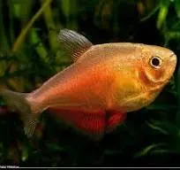 hyphressobrycon flammeus orange 2.5-3cm