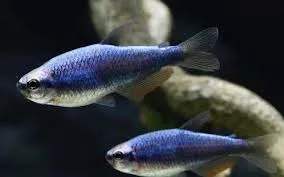 inpaichtys kerri super blue 2.5-3cm