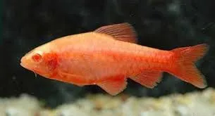 barbus titteya albino 3.5-3cm