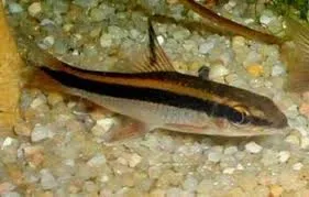 epalzeorhynchos kalopterus 3.5-4.5cm