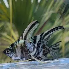 pterophyllum scalare blue marble 3-3.5cm (body)
