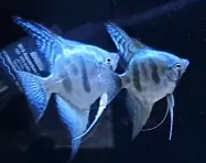 pterophyllum scalare blue platinum panda 3-3.5cm (body)
