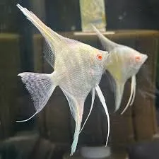 pterophyllum scalare dantum albino 3-3.5cm (body)